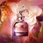 Scandal-Edp-80-Ml