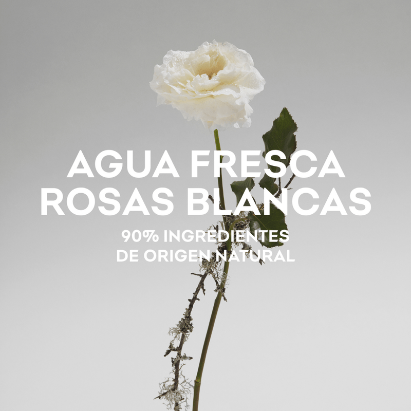 rosas-blancas