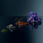 We-Are-The-Tribe-EDP-Intense