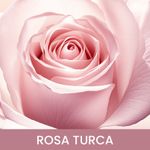 PDP ZARCI P ROSES-03