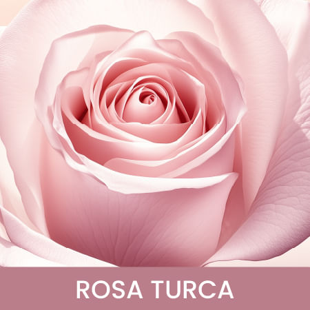PDP ZARCI P ROSES-03